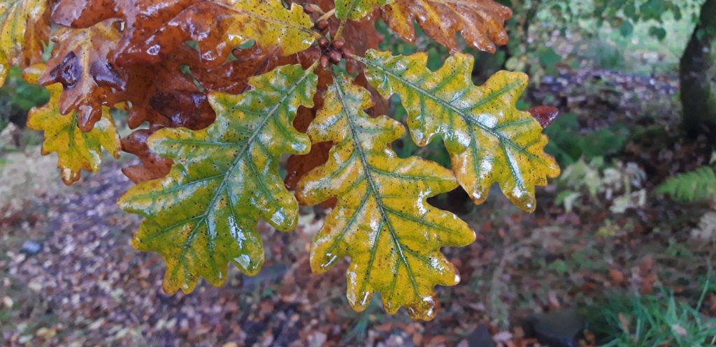 Yellow and bronze oak leaves, still with green chlorophyll in their midribs and veins.